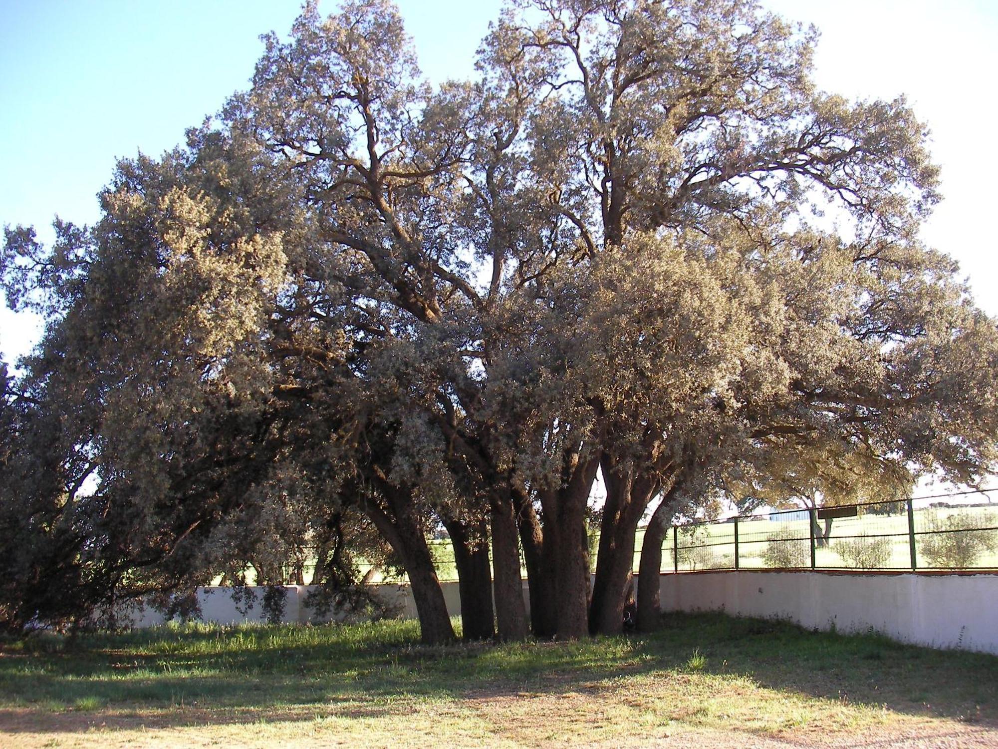 Agroturismo Calixto Villarrobledo Extérieur photo